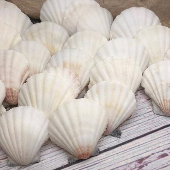 2 Dozen White /Off Scallop Shells Lot DIY Crafting SUPPLIES ornaments NAUTICAL - Picture 6 of 11